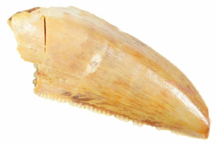 Serrated Raptor Premaxillary Tooth - Real Dinosaur Tooth #364710